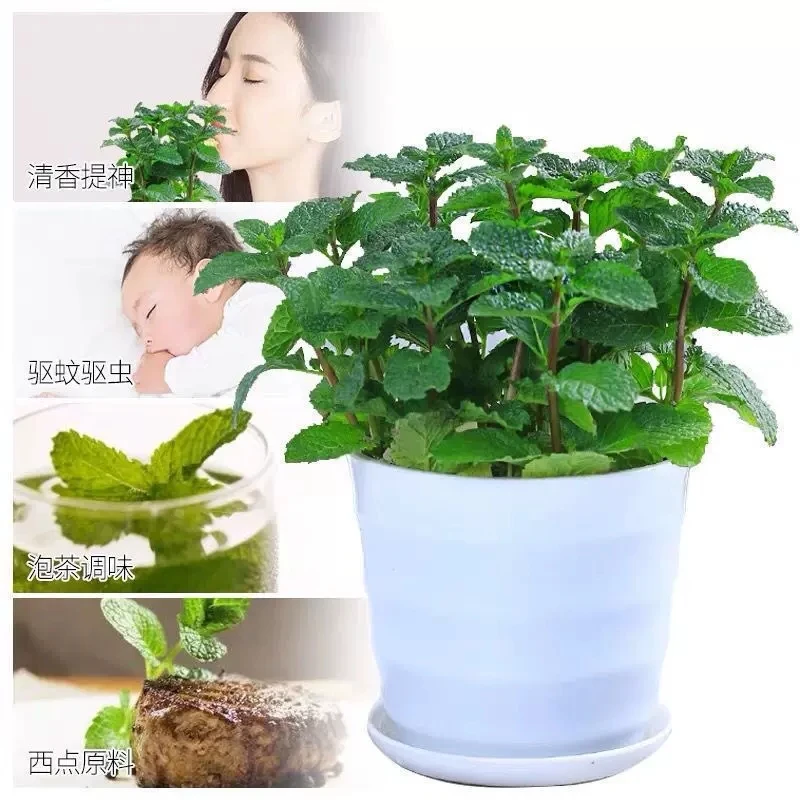 薄荷盆栽可食用植物室内香草四季阳台香草盆栽桌面绿植薄荷苗美观