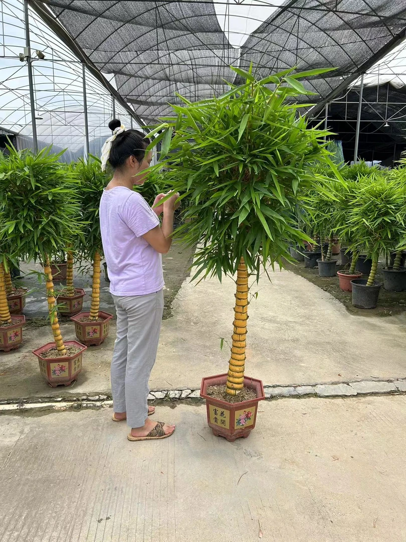 佛肚竹黄金竹青杆竹罗汉竹造型金丝竹 室内外 喜水喜阳 四季常青