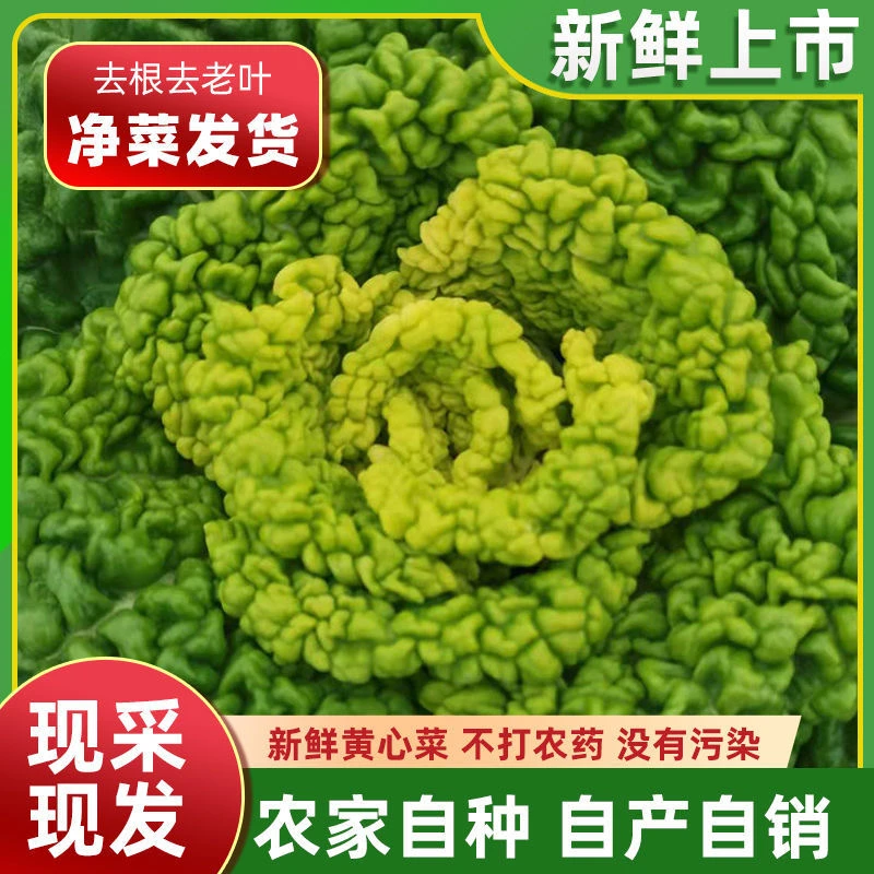 【南阳文旅助农专属】河南南阳新鲜黄心菜黄心乌塔菜涮菜直发5斤