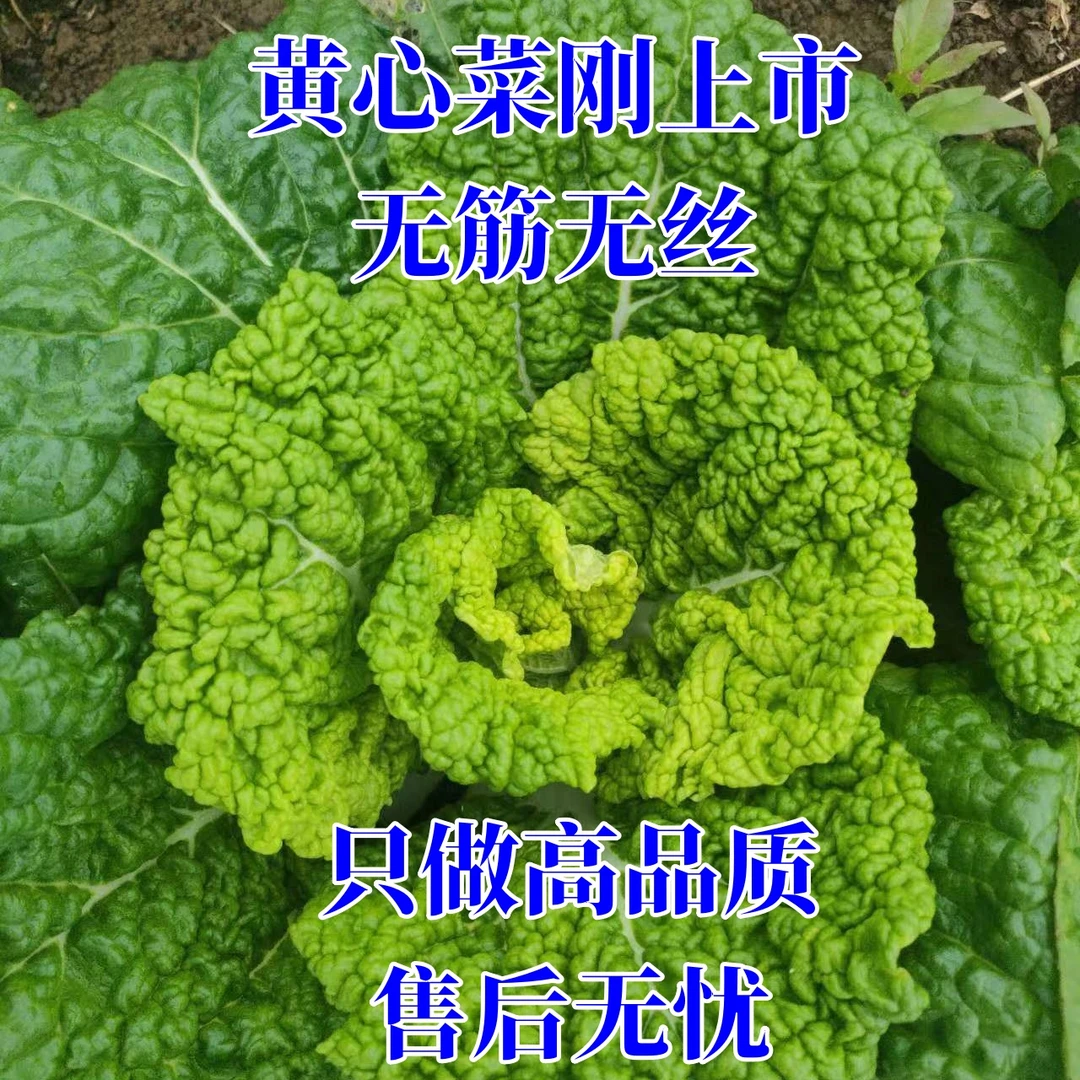 【助农直播】2024年头茬新鲜黄心菜刚上市叶嫩现摘现发农家自种