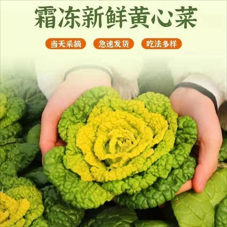 【助农】河南新鲜黄心菜产地直发黄心乌塌菜卷心菜菊花菜