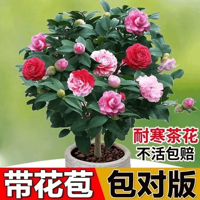 【首播福利】四季茶花五色赤丹盆栽室内客厅阳台庭院种植山茶花树苗