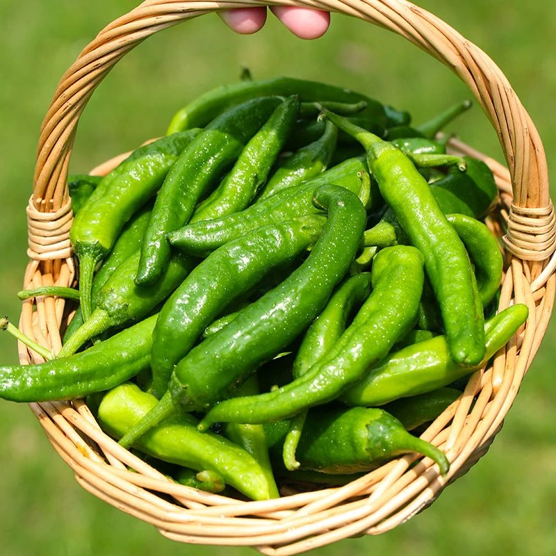 湖南正宗樟树港原种辣椒绿色农家特产新鲜采摘原产地现摘现发