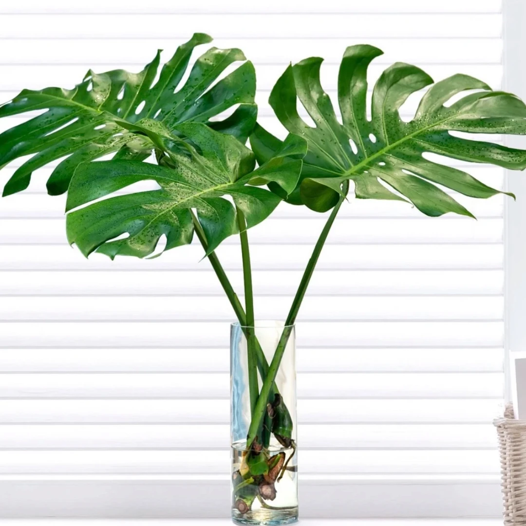 【买一送一】大龟背竹土水培盆栽北欧风客厅阳台大叶除甲醛龟背竹