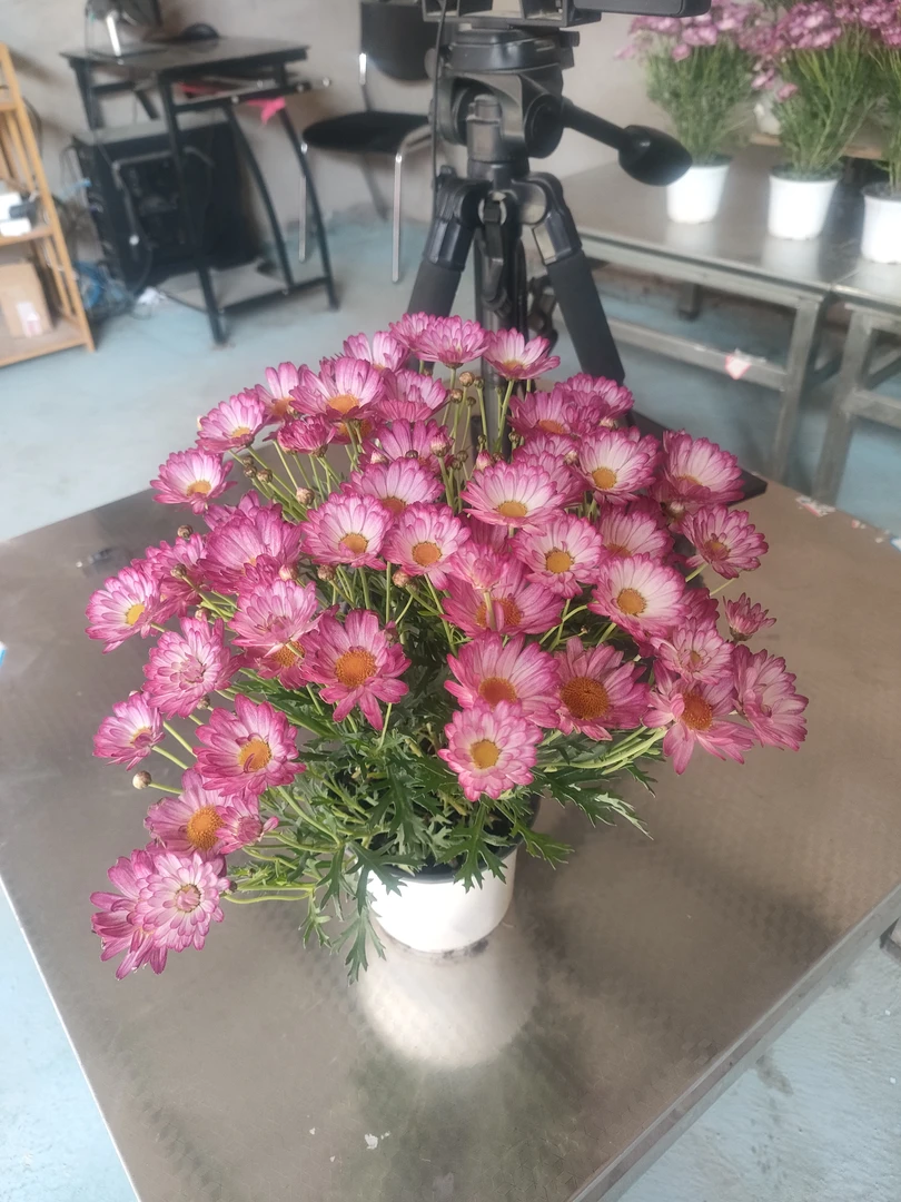 玛格丽特盆栽，基地直发