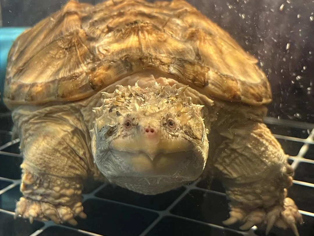 观赏宠物龟水族馆深水龟