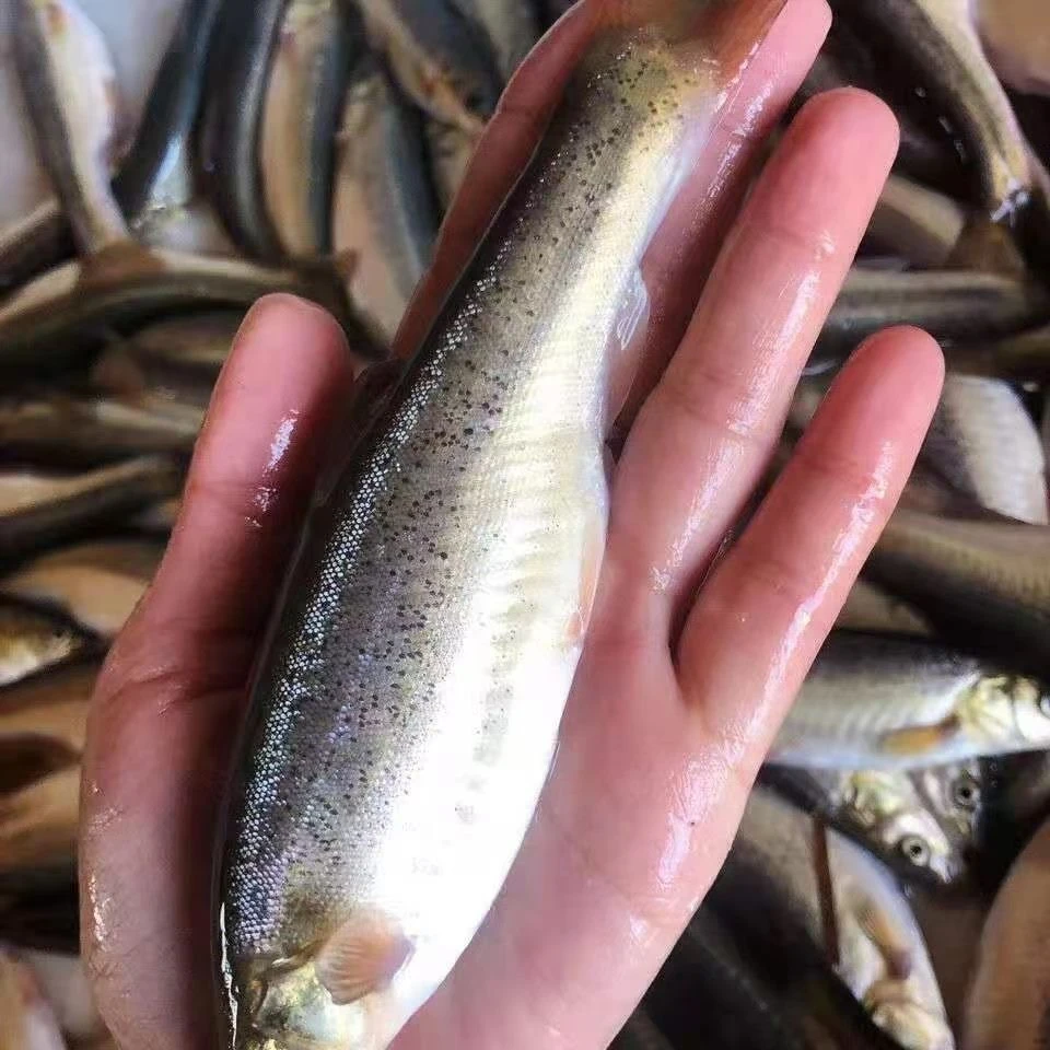 东北河鲜 带籽鲜活冷水鱼 送东北大酱