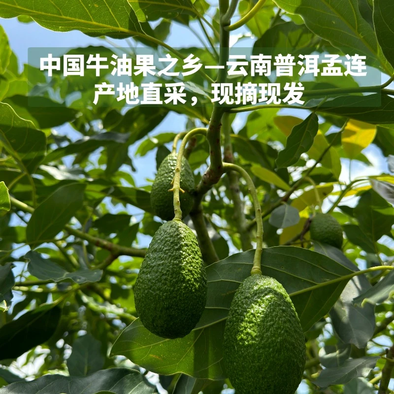 孟连哈斯牛油果【孕妇水果宝宝辅食】现摘现发超值家庭装顺丰包邮