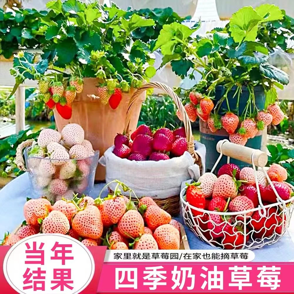 四季奶油草莓种子食用香甜大果草莓新手易种阳台盆栽水果蔬菜种籽