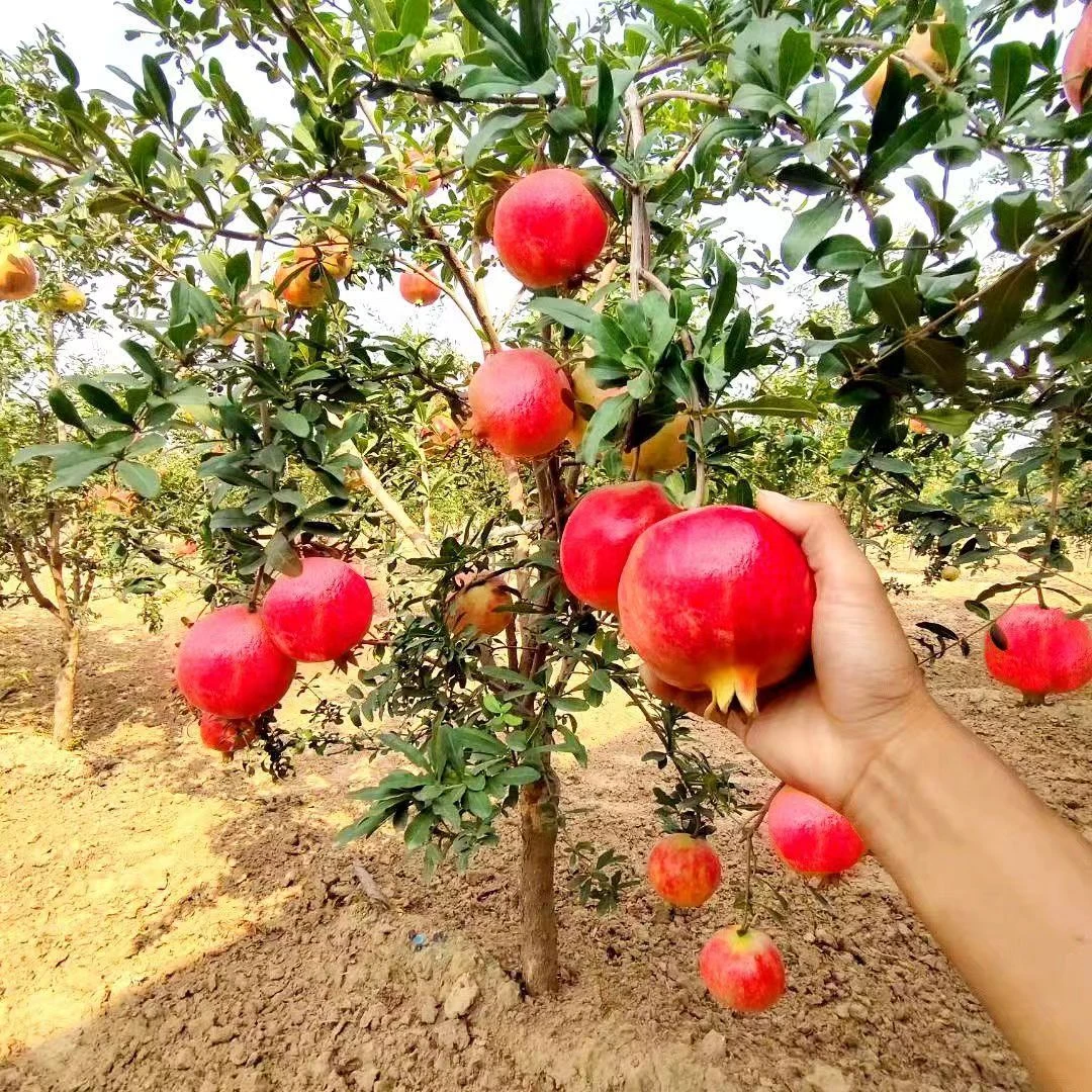 【抢！买一送一】大红袍蒙阳红软籽南方北方小院地栽阳台盆栽栽培