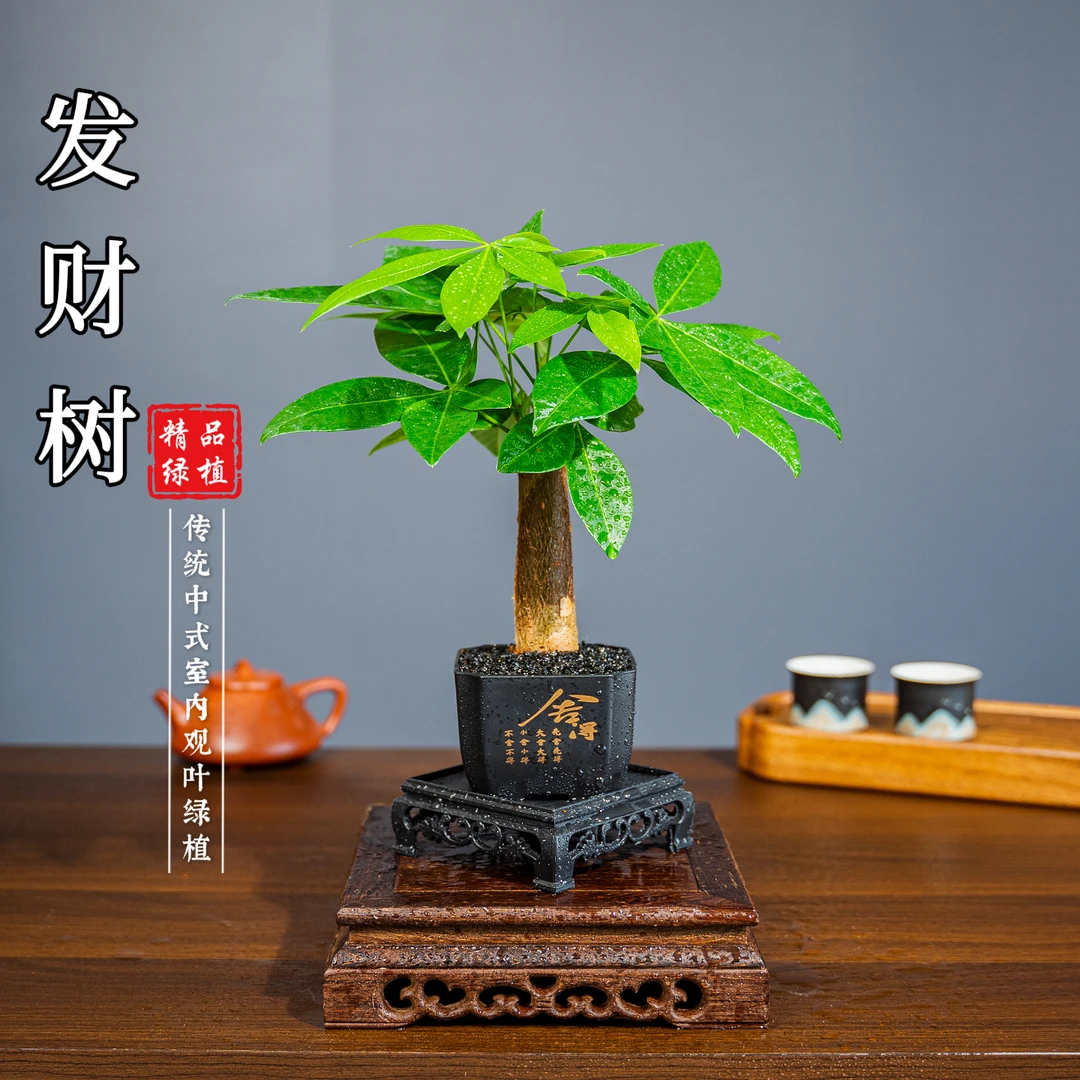 发财树微小桌面盆栽茶宠绿植花卉高级名贵好看养护简单国风