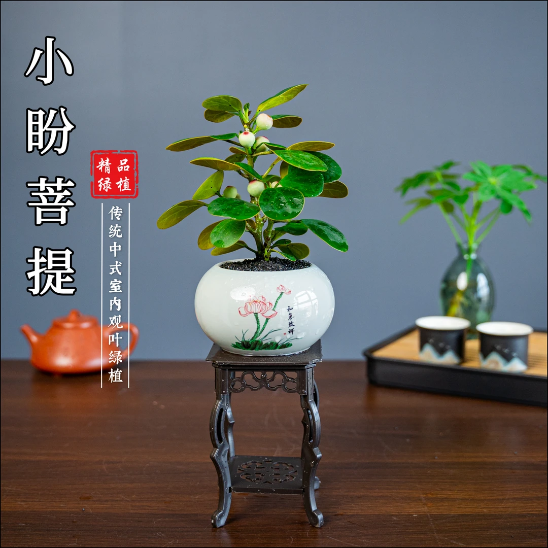 小盼菩提微小桌面盆栽茶宠绿植花卉开花好看