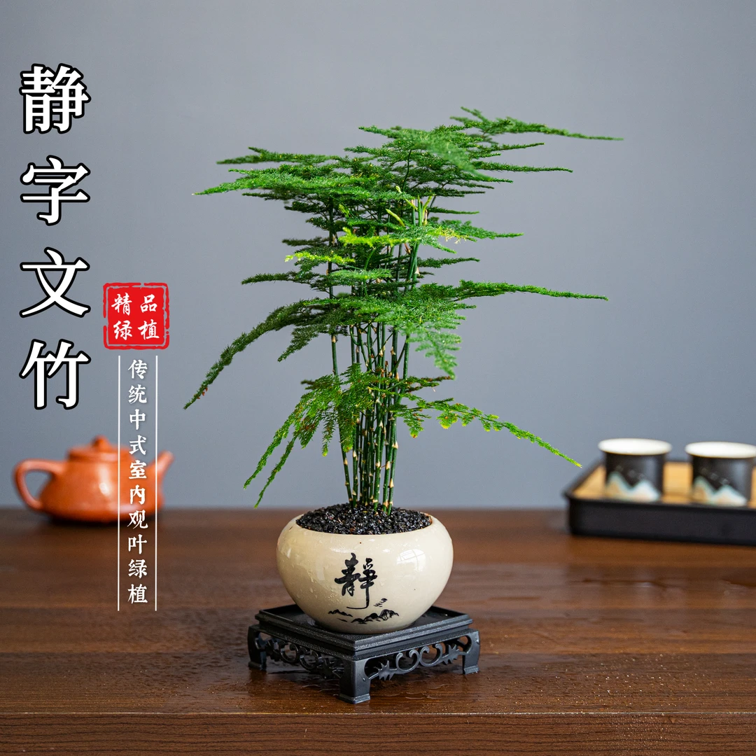 文竹精致盆栽植物室内绿化四季迷你办公室绿植