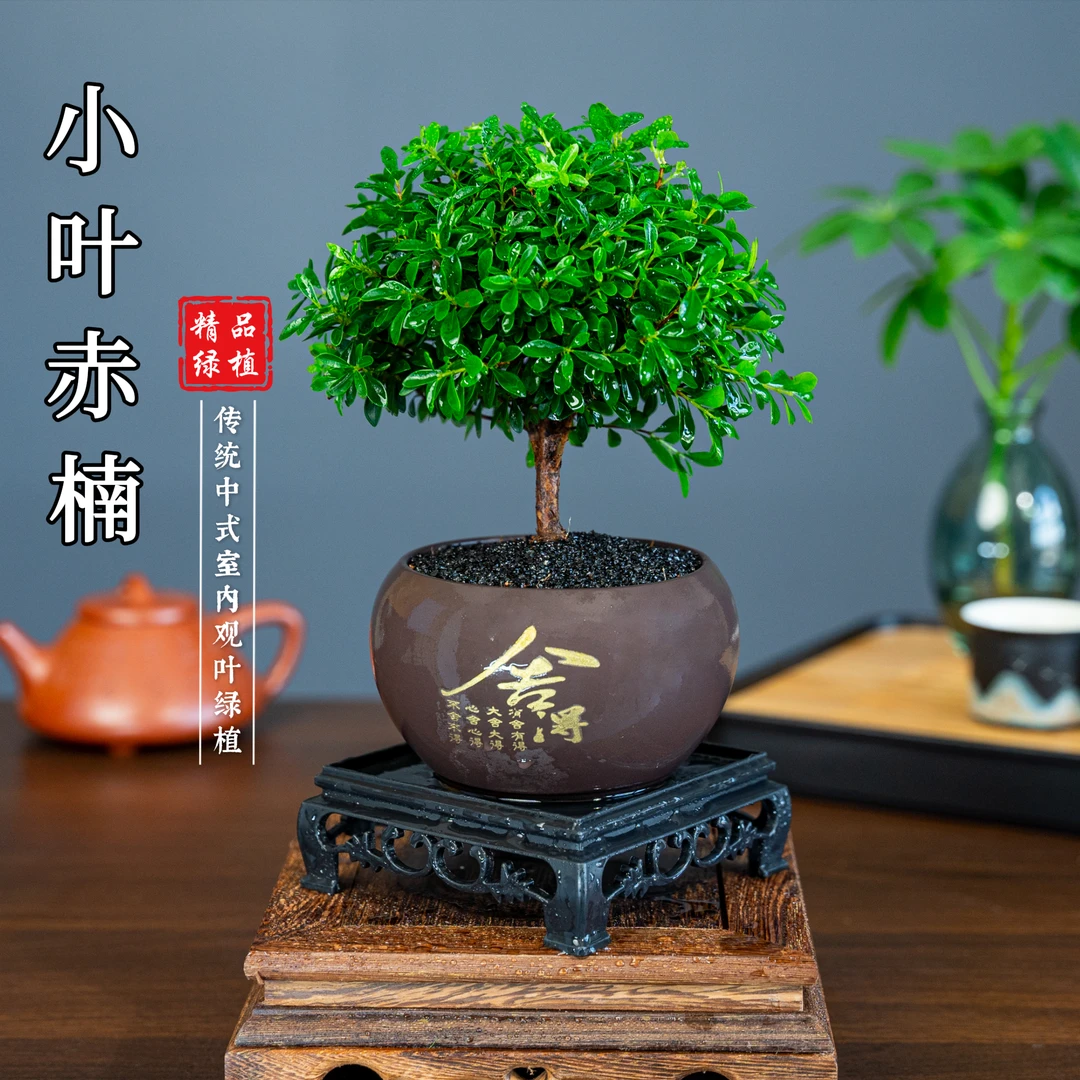 小叶赤楠舍得桌面盆景老桩净化空气绿植卧室盆栽实物鲜活好看
