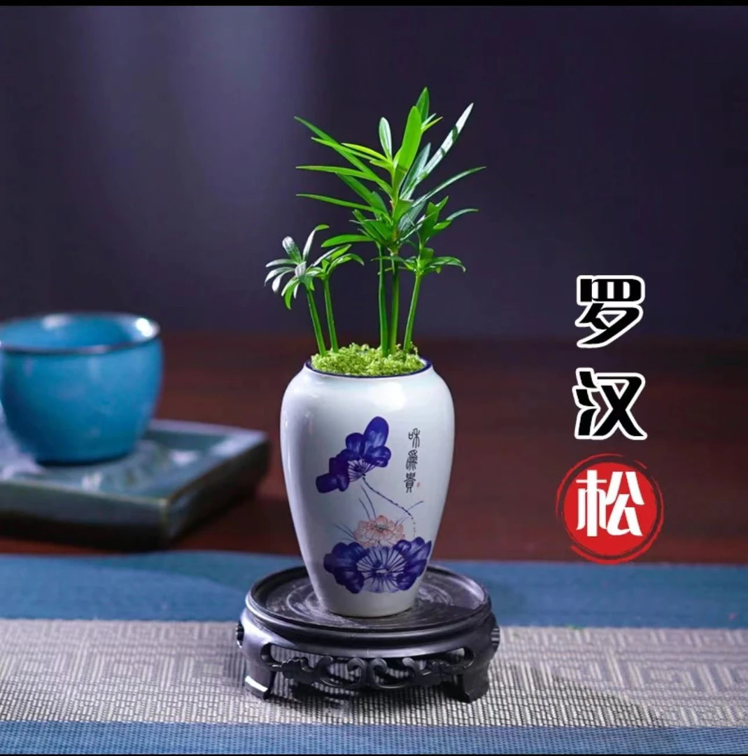 罗汉松微小桌面盆栽茶宠绿植花卉高级名贵好看养护简单国风