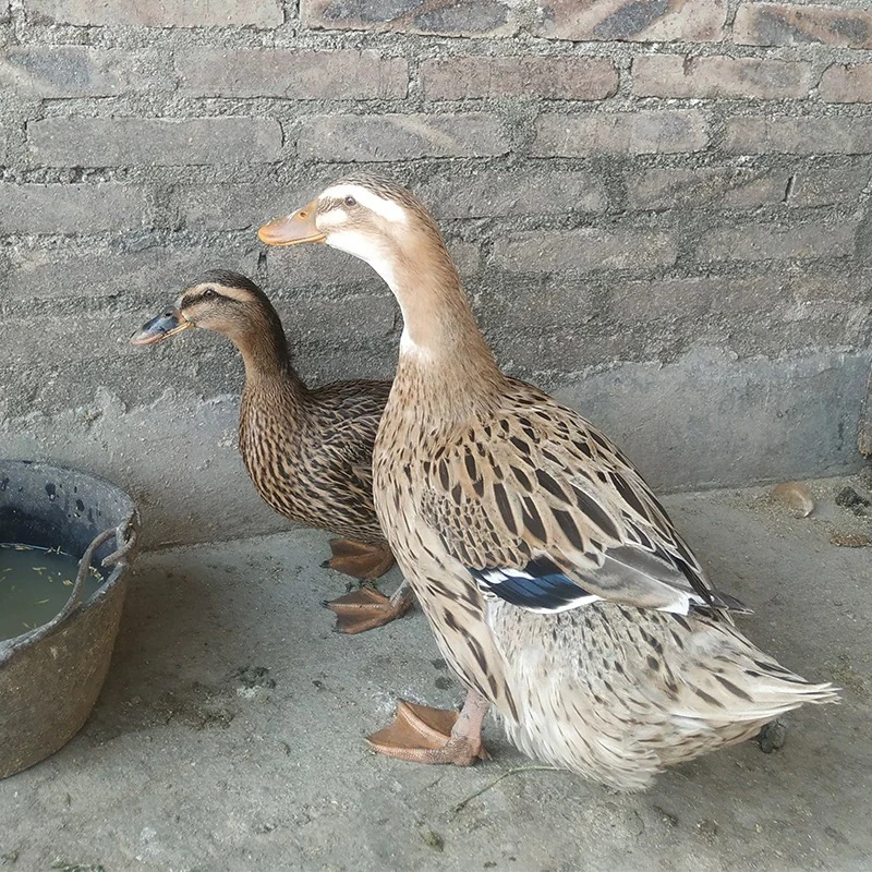 【老麻鸭】  一只一拍