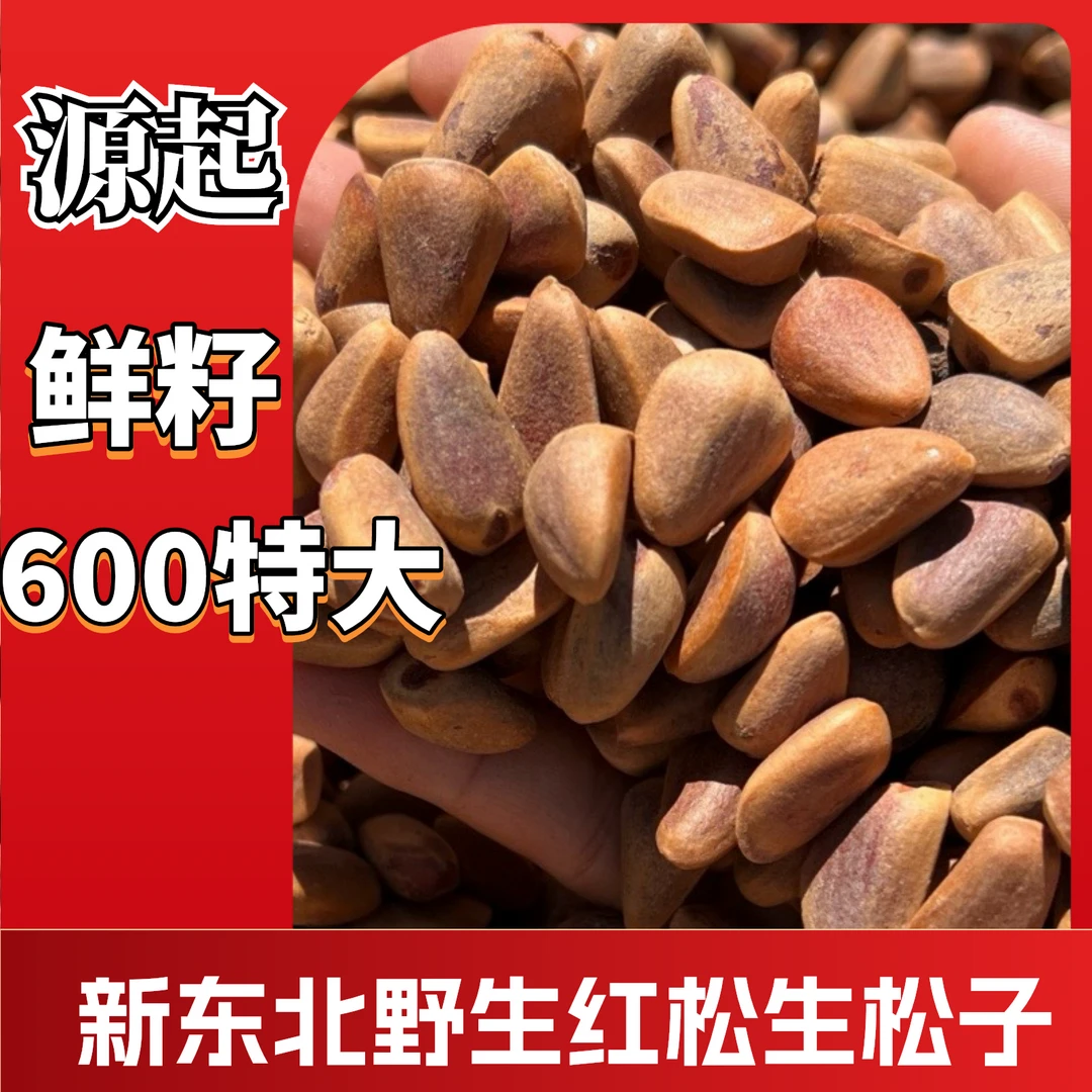 2025年新野生红松生松子