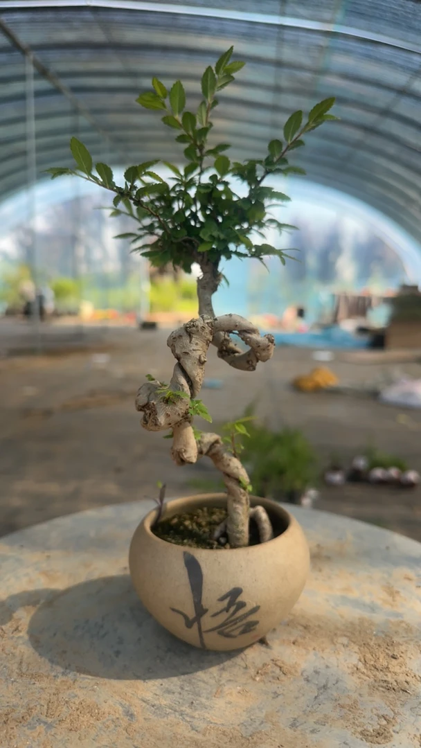 盆景老桩 小叶榔榆 真弓卫矛 何首乌 红栌 黄栌