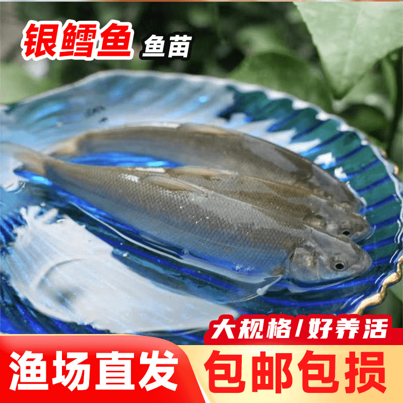 银鳕鱼苗优苗好养殖鲃鱼苗活体大头亮鲃鱼苗包邮包活四川批发