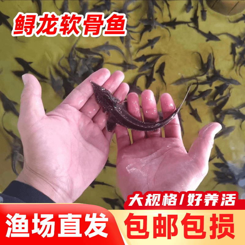 鲟龙软骨鱼淡水鱼缸鱼塘观赏鱼尖嘴鲟大型活体鱼苗包活四川批发