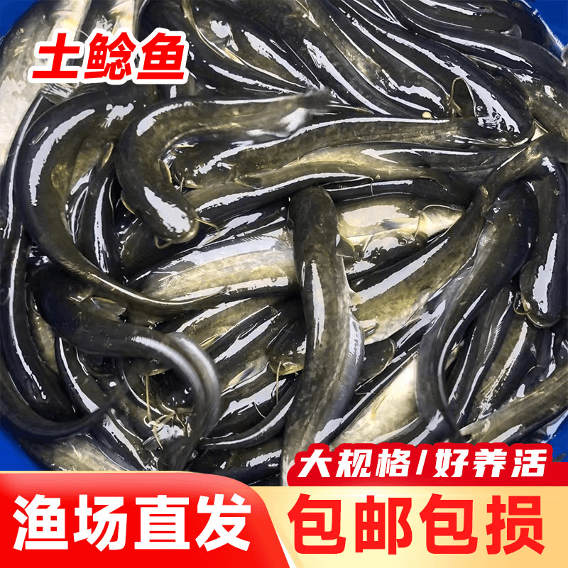 土鲶鱼沟鲶小口鲶渔场直发食用观赏鱼包活四川批发