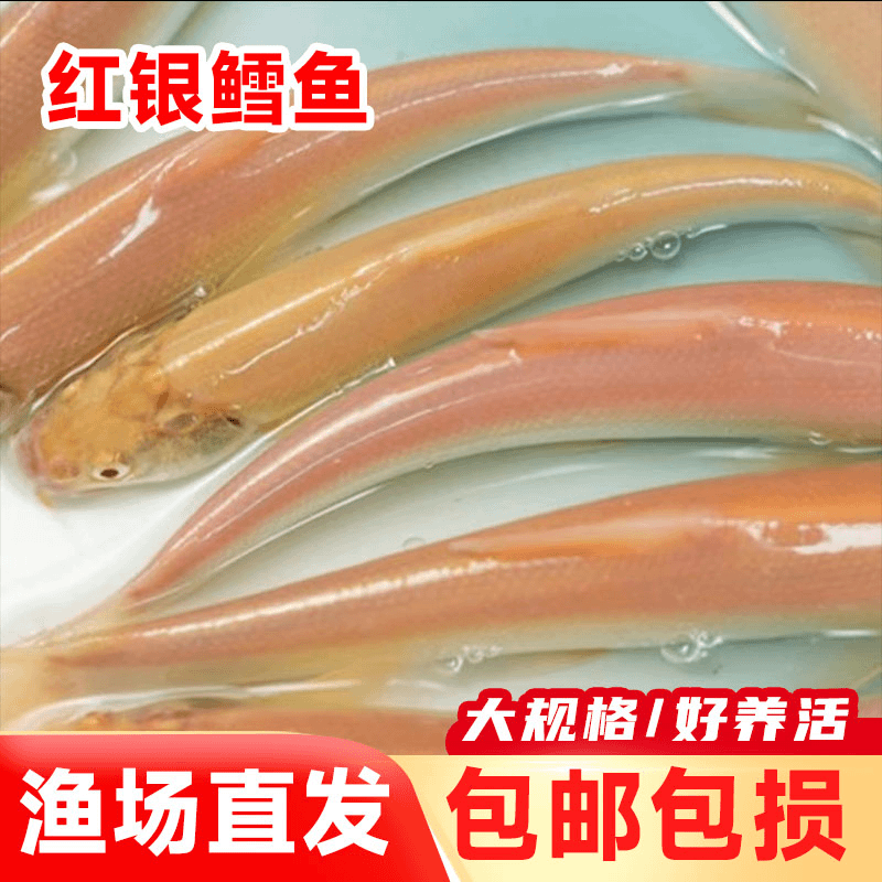 红色银鳕鱼苗白子招财龙赤目红眼银鳕鱼苗观赏食用包活四川批发