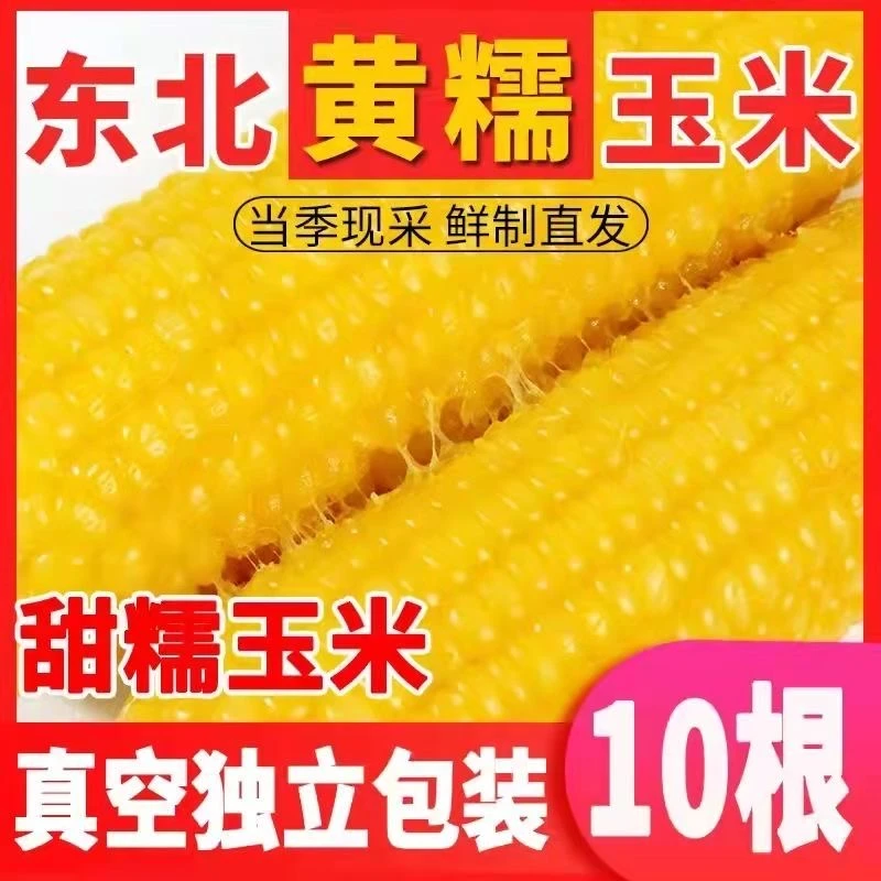 【粉丝福利】东北黄糯玉米真空包装新鲜低脂代餐单根260g以上发十根