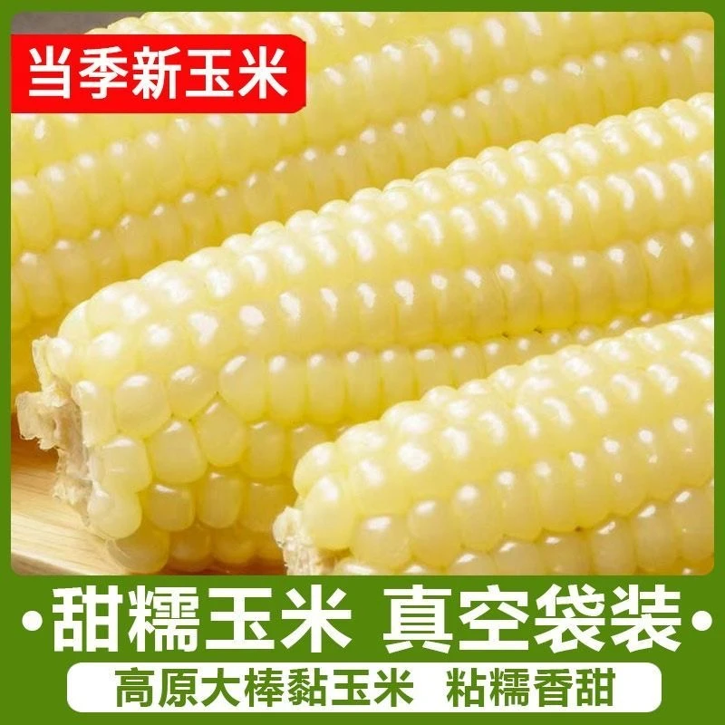 【试吃俩根】东北头茬白糯玉米低脂代餐真空独立包装单根260克