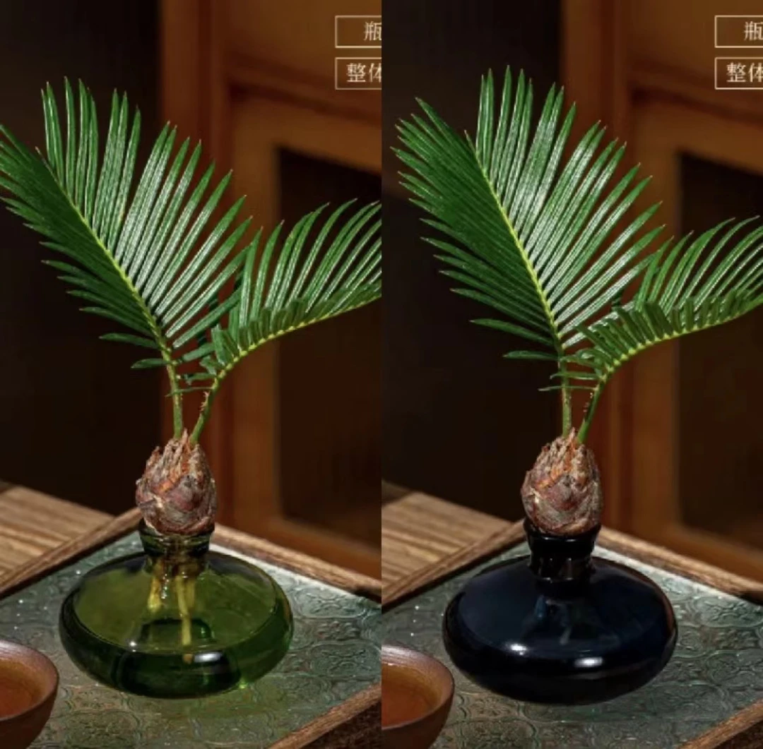 水培铁树小盆栽好养花卉茶桌禅意观叶净化空气小盆景室内植物
