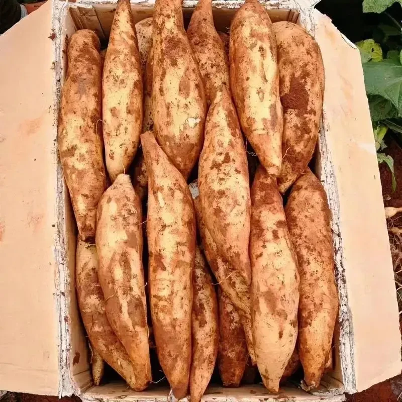 云南正宗天山雪莲果新鲜头茬新鲜脆嫩水果应季批发整箱坏果包赔!