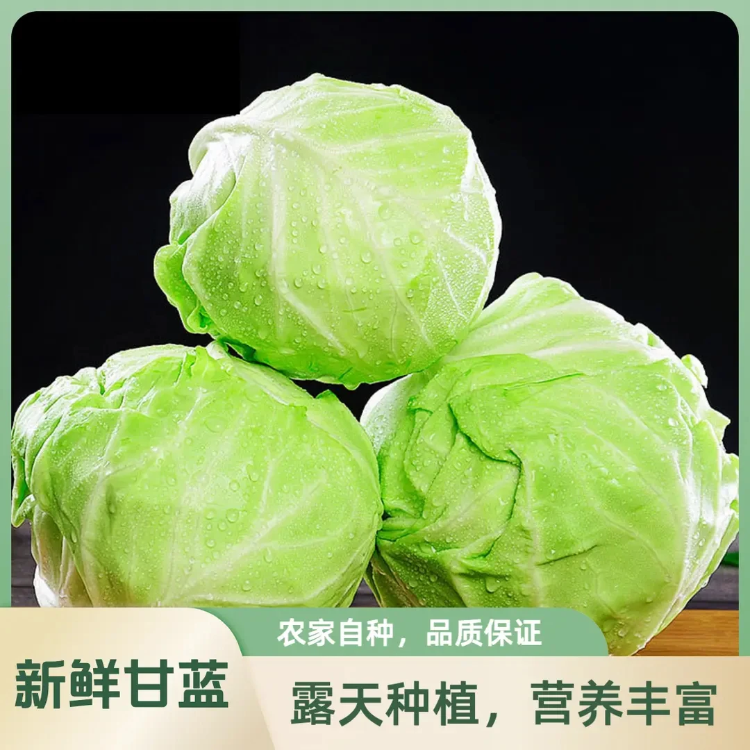 新鲜蔬菜云南高山露天绿甘蓝包心菜莲花白圆白菜3斤-10斤卷心菜嫩