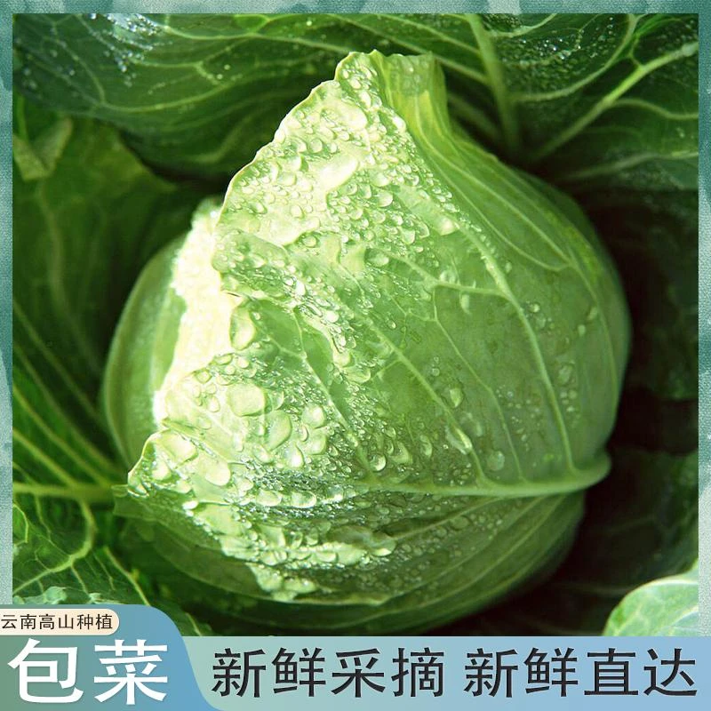 云南现摘新鲜蔬菜包菜高山农家种植蔬菜新鲜包菜莲花白绿色甘蓝菜