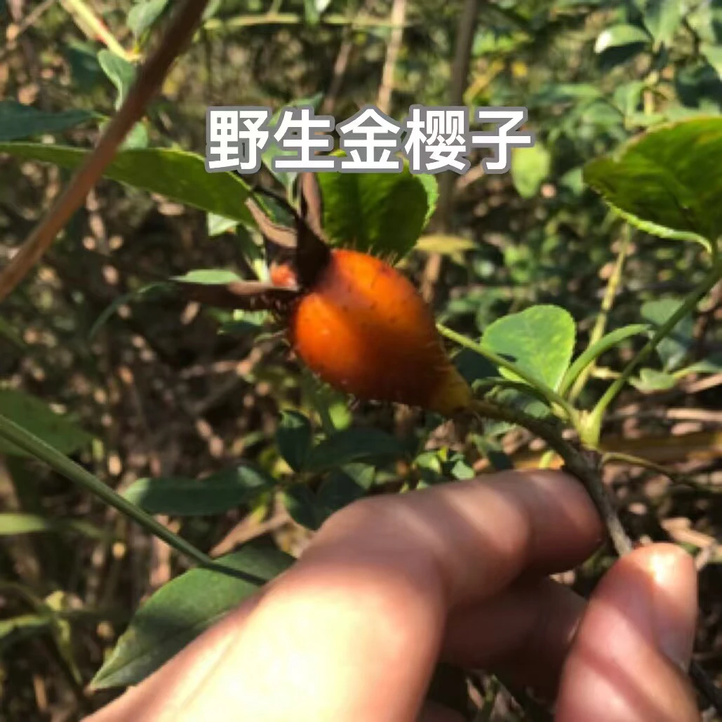 广西金樱子农副产品刺梨子干货500克到1000克