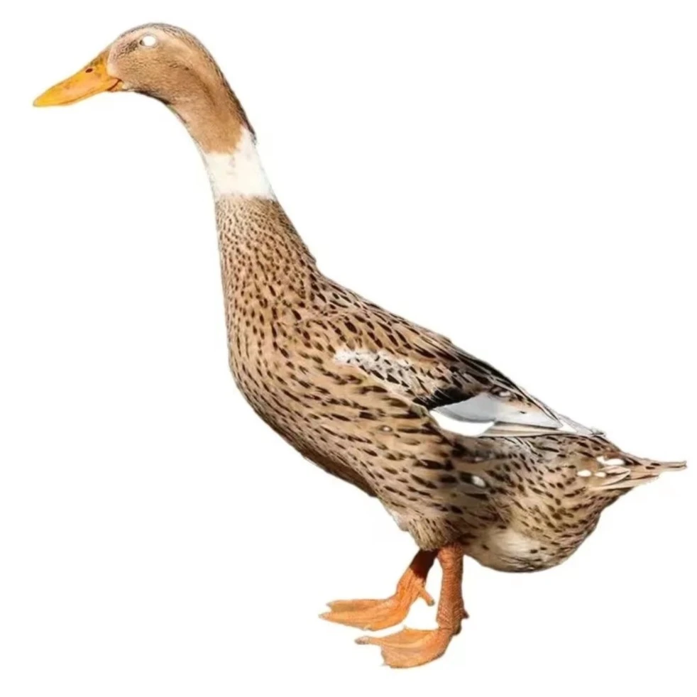 【爱鱼者】正宗千岛湖农家散养溪流土鸭老鸭子3年以上2斤多重