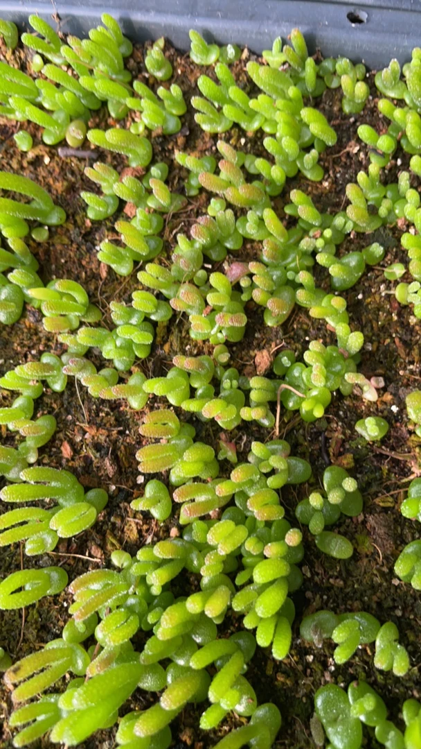 肉锥碧光环小兔子一元一颗