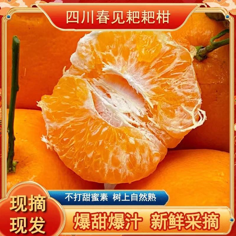 江乐果蒲江丑橘耙耙柑新鲜采摘产地发货自然成熟爆甜多汁顺丰包邮