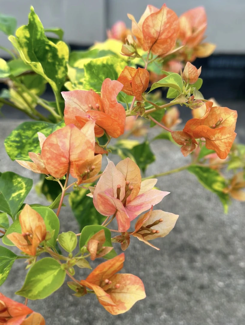 三角梅一物一拍专属链接盆栽勤花品种常青常绿