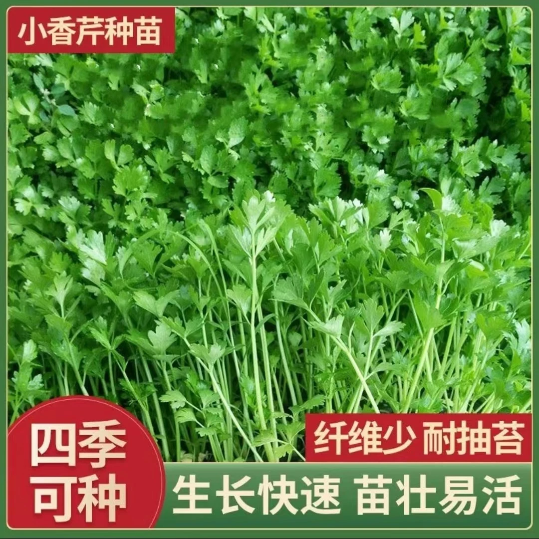 寿光直发芹菜苗四季西芹根芹菜苗阳台庭院种植易活高产耐寒