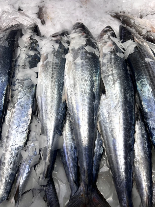 冰鲜鲅鱼（1.8斤-2斤）