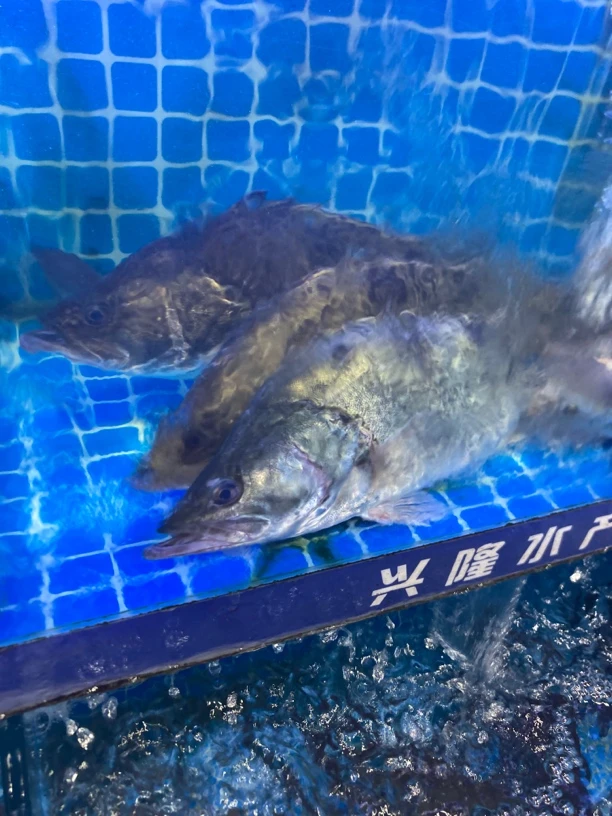 鲜活鳜鱼（条）1.8-1.9斤/条