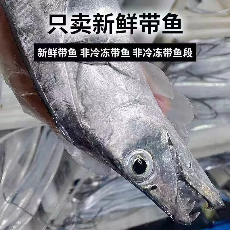 冷水海域小眼油带鱼/刀鱼/带鱼 5斤  (有破肚，介意勿拍） 顺丰包邮