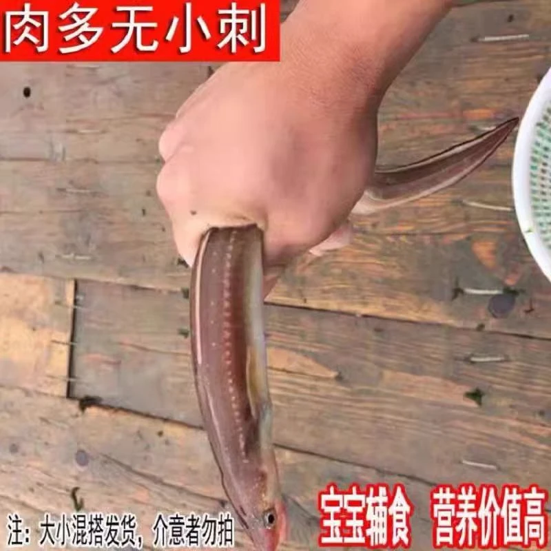 野生海捕七星鳗鱼 5斤 顺丰包邮