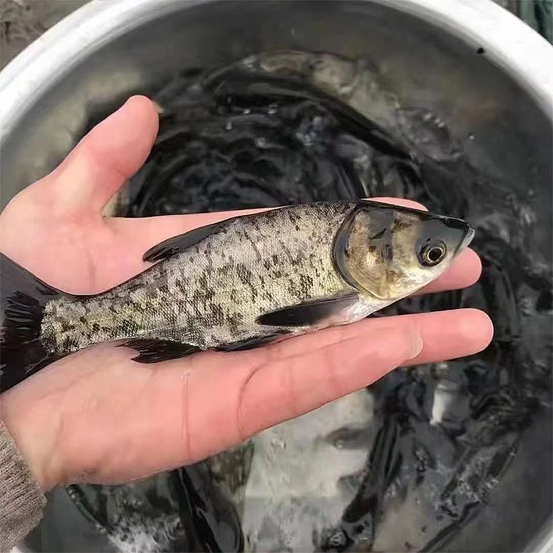 广州大头鱼优质胖头鱼花鲢鱼淡水养殖