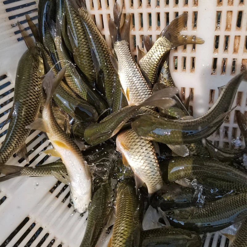 生态大草鱼 水族活体渔  5-18公分