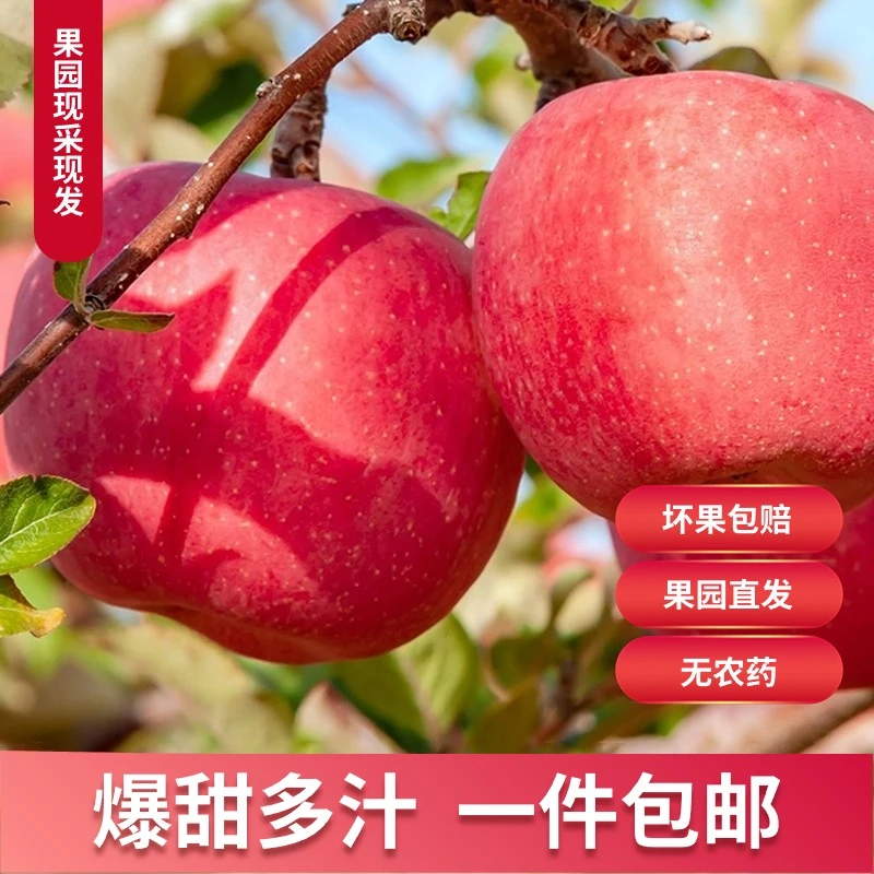 烟台原产地新鲜红富士苹果脆甜重量酸甜快递多汁色泽香脆4.5斤装