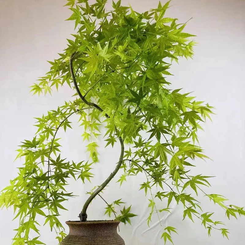 黄金流泉枫树盆栽室内绿植日本造型枫树好养网红客厅书房禅意土壤