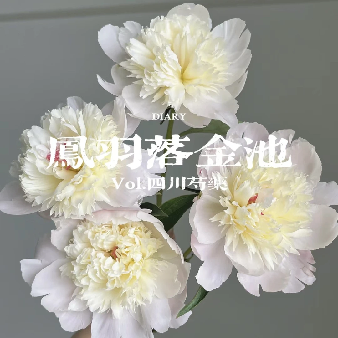 【春和家】凤羽落金池芍药 白粉相间 超好开 春日限定 顺丰包邮