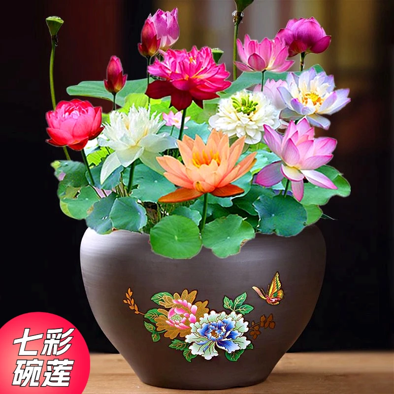七彩混色钵莲开口碗莲钵莲水培四季种碗莲种植养殖好养活