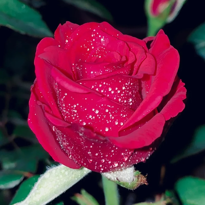 云南玫瑰大花浓香勤花玫瑰栽培四季开花耐寒耐旱适合阳台庭院