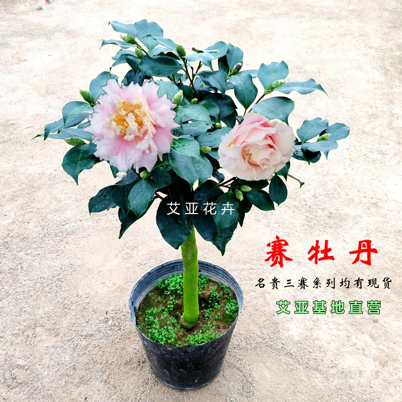 艾亚赛牡丹茶花盆栽名贵品种稀有原生超级赛牡丹三赛四赛嫁接精选
